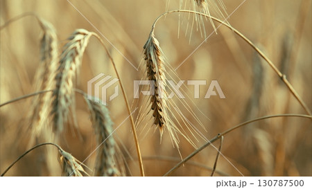 A vibrant golden wheat field adorned with shimmering dew drops glistening in the sun 130787500