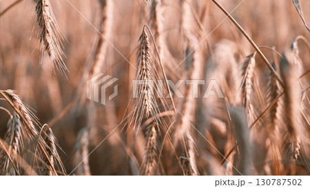 Glistening Golden Fields of Grain Adorned with Morning Dew Drops Capturing Natures Beauty Glistening Golden Fields of Grain Adorned with Morning Dew Drops Capturing Natures Beauty 130787502