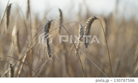 A beautiful Golden Wheat Field is artistically captured in a delightful soft focus effect 130787506