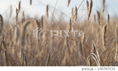 A beautiful Golden Wheat Field illuminated in Soft Light during a tranquil summer day A beautiful Golden Wheat Field illuminated in Soft Light during a tranquil summer day 130787510