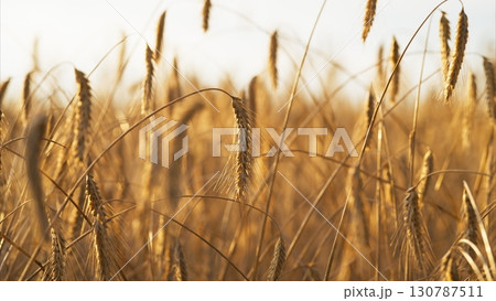 A Beautiful and Expansive Golden Wheat Field Bathed in the Soft and Warm Morning Light A Beautiful and Expansive Golden Wheat Field Bathed in the Soft and Warm Morning Light 130787511
