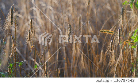 Golden Grain Fields Bathed in Beautiful Natural Light, Showcasing Natures Splendor and Peacefulness Golden Grain Fields Bathed in Beautiful Natural Light, Showcasing Natures Splendor and Peacefulness 130787542