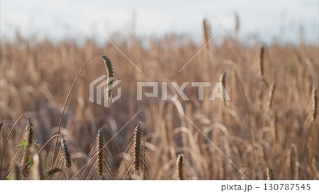 Golden Fields of Tall Grasses Stretching Out Under a Beautiful Clear Blue Sky Above Golden Fields of Tall Grasses Stretching Out Under a Beautiful Clear Blue Sky Above 130787545
