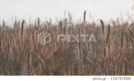 The Golden Fields of Grain Emerge Beautifully in the Soft Warm Sunlight of Morning The Golden Fields of Grain Emerge Beautifully in the Soft Warm Sunlight of Morning 130787606