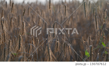 The Golden Fields of Grain at Dusk with vibrant hues and a tranquil atmosphere is captivating The Golden Fields of Grain at Dusk with vibrant hues and a tranquil atmosphere is captivating 130787612