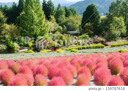 赤く色づいたまん丸コキアが並んでる可愛い写真。「岡山県真庭市・蒜山高原」 赤く色づいたまん丸コキアが並んでる可愛い写真。「岡山県真庭市・蒜山高原」 130787618