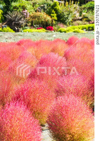 赤く色づいたまん丸コキアが並んでる可愛い写真。「岡山県真庭市・蒜山高原」 130787621