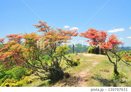 伯母子岳(ヤマツツジ) 【奈良県野迫川村・十津川村】 伯母子岳(ヤマツツジ) 【奈良県野迫川村・十津川村】 130787631