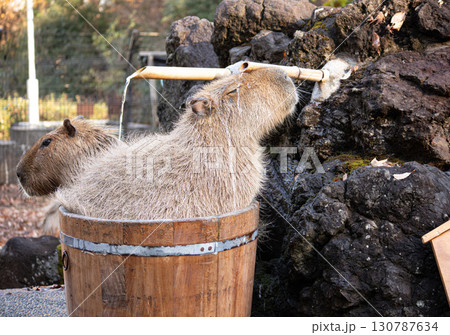 カピバラ温泉 130787634