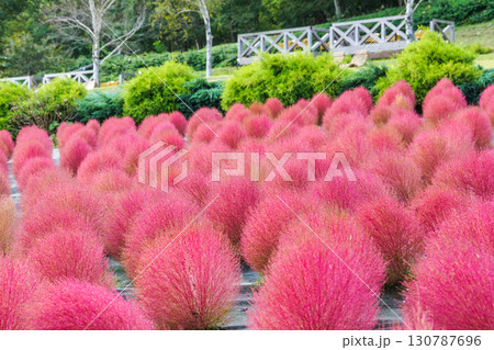 赤く色づいたまん丸コキアが並んでる可愛い写真。「岡山県真庭市・蒜山高原」 赤く色づいたまん丸コキアが並んでる可愛い写真。「岡山県真庭市・蒜山高原」 130787696