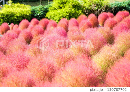 赤く色づいたまん丸コキアが並んでる可愛い写真。「岡山県真庭市・蒜山高原」 赤く色づいたまん丸コキアが並んでる可愛い写真。「岡山県真庭市・蒜山高原」 130787702