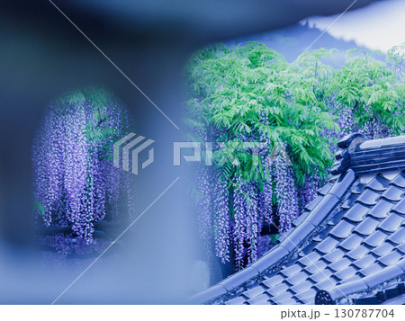 境内の灯籠越しに見える藤の花 130787704