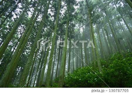 皆野町金沢浦山の霧かかる森のアジサイ 130787705