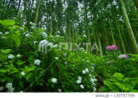 皆野町金沢浦山の森のアジサイ 130787706