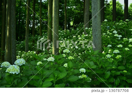 皆野町金沢浦山の森のアジサイ 130787708
