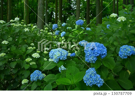 皆野町金沢浦山の森のアジサイ 130787709