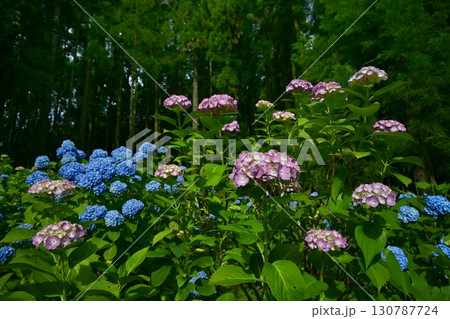 皆野町金沢浦山の森のアジサイ 130787724