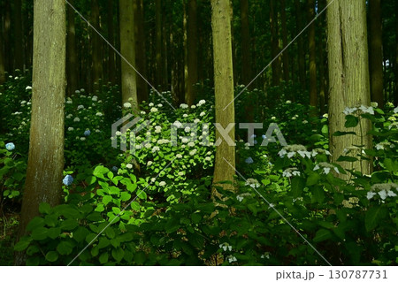 皆野町金沢浦山の森のアジサイ 皆野町金沢浦山の森のアジサイ 130787731