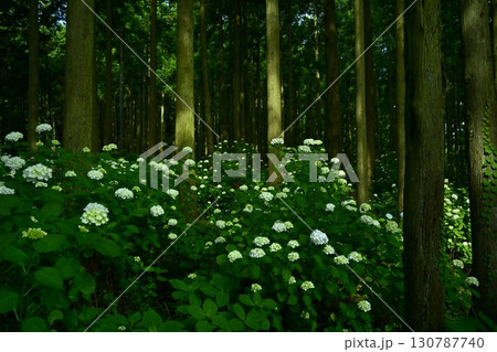 皆野町金沢浦山の森のアジサイ 130787740