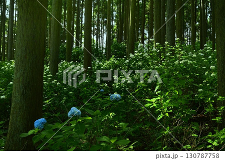 皆野町金沢浦山の森のアジサイ 皆野町金沢浦山の森のアジサイ 130787758