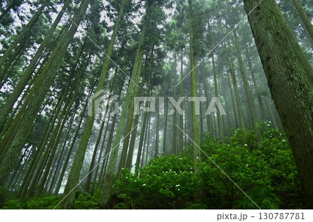 皆野町金沢浦山の霧かかる森のアジサイ 130787781