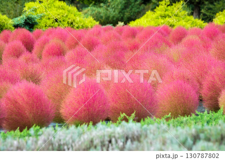 赤く色づいたまん丸コキアが並んでる可愛い写真。「岡山県真庭市・蒜山高原」 赤く色づいたまん丸コキアが並んでる可愛い写真。「岡山県真庭市・蒜山高原」 130787802