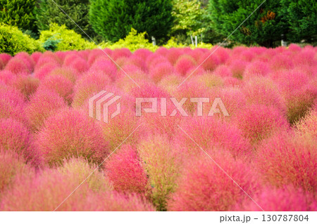 赤く色づいたまん丸コキアが並んでる可愛い写真。「岡山県真庭市・蒜山高原」 130787804