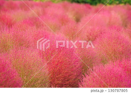 赤く色づいたまん丸コキアが並んでる可愛い写真。「岡山県真庭市・蒜山高原」 赤く色づいたまん丸コキアが並んでる可愛い写真。「岡山県真庭市・蒜山高原」 130787805