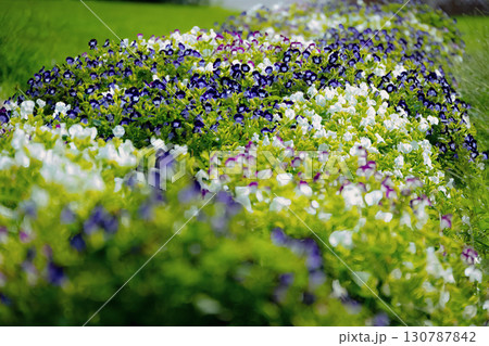 白と紫のトレニアが咲く花壇 白と紫のトレニアが咲く花壇 130787842