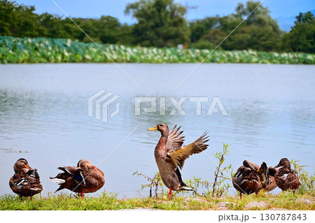 夏の水辺、くつろぐカモたち 130787843