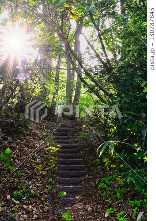 光が導く、森の奥へと続く道 130787845