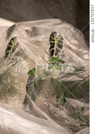 Houseplants covered with plastic film after being treated with acaricide against spider mites Houseplants covered with plastic film after being treated with acaricide against spider mites 130787857
