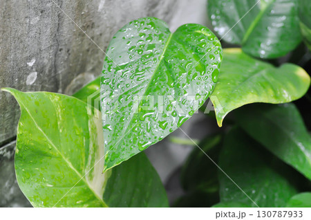 Epipremnum, Epipremnum Pinnatum Variegata or Epipremnum pinnatum variegated albo and rain droplet 130787933