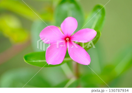 Catharanthus roseus G Don ,APOCYNACEAE or Madagascar periwinkle or Vinca or Old maid Catharanthus roseus G Don ,APOCYNACEAE or Madagascar periwinkle or Vinca or Old maid 130787934