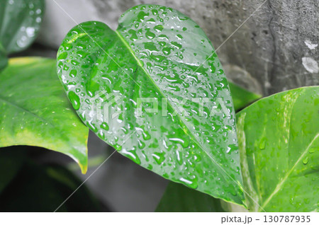 Epipremnum, Epipremnum Pinnatum Variegata or Epipremnum pinnatum variegated albo and rain droplet 130787935
