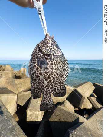 堤防で釣れたて石垣鯛（イシガキダイ） 130788072