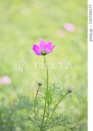 コスモス畑に咲く綺麗なコスモスの花 130788377