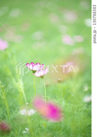 コスモス畑に咲く綺麗なコスモスの花 130788383