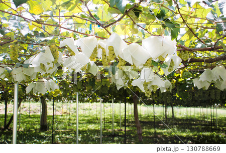 果樹園の葡萄棚 130788669