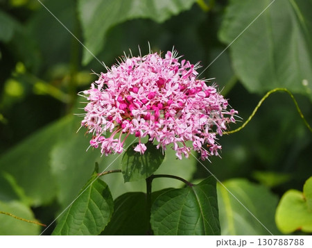 ボタンクサギ ボタンクサギ 130788788