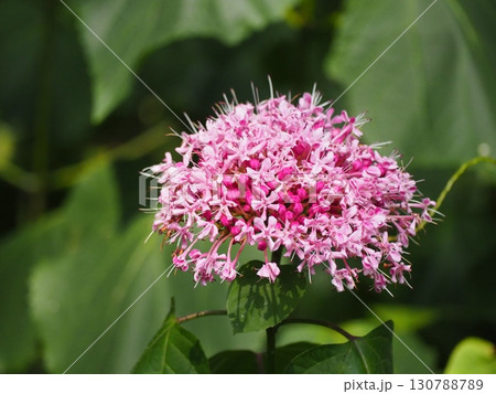 ボタンクサギ ボタンクサギ 130788789