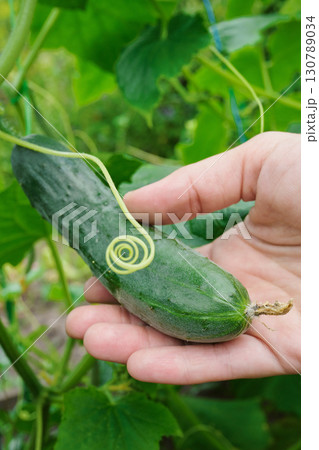 Female hand close-up picks fresh ripe cucumber 130789034