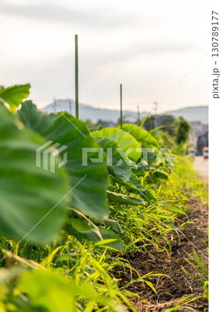 夕日に照らされる蓮芋の葉 130789177