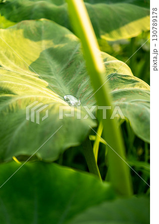 収穫間近の蓮芋の葉 130789178