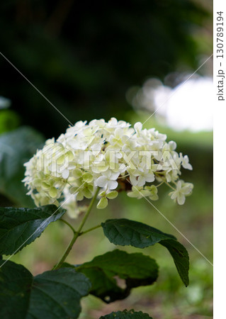 散歩道に見る白い紫陽花 130789194