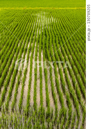 風に揺れる水田 風に揺れる水田 130789205