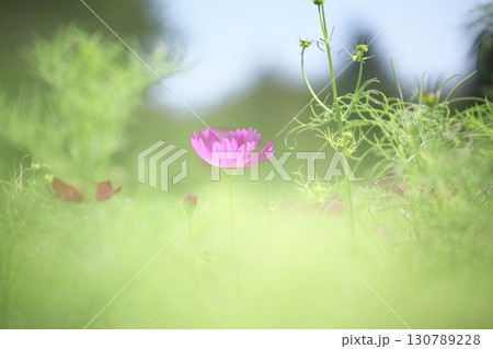 コスモス畑に咲く綺麗なコスモスの花 130789228