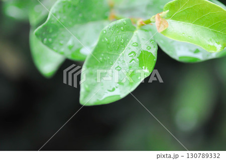 ficus pumila or climbing fig or MORACEAE and rain droplet 130789332
