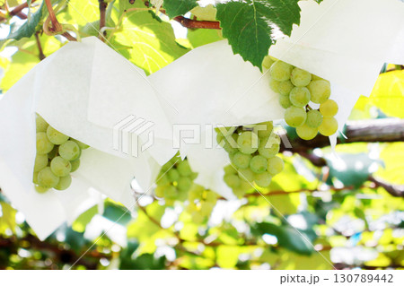 木に実ったブドウ 130789442