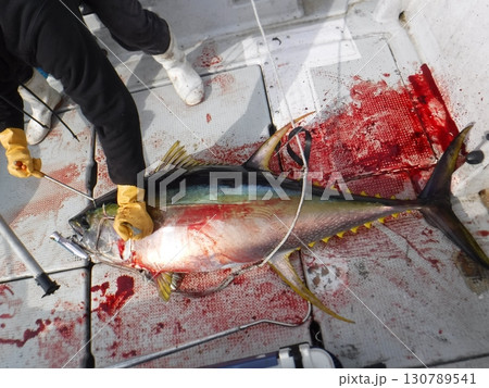 釣り上げられた大物マグロと漁船デッキの光景 釣り上げられた大物マグロと漁船デッキの光景 130789541